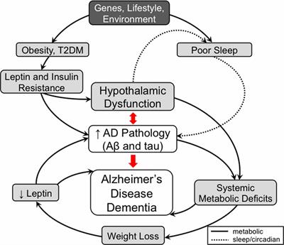 Disorders of Body Weight, Sleep and Circadian Rhythm as Manifestations of Hypothalamic Dysfunction in Alzheimer’s Disease